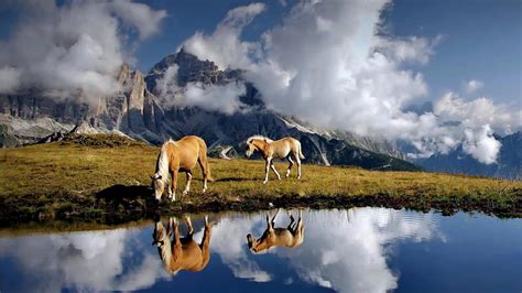 Beautiful Horses Drinking From An Alpine Pond Horses Clouds Meadow