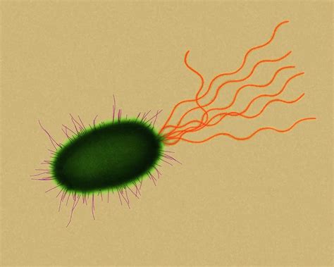 Pseudomonas Sp Bacterium Photograph By Dennis Kunkel Microscopy