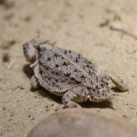 Short Tailed Horned Lizard