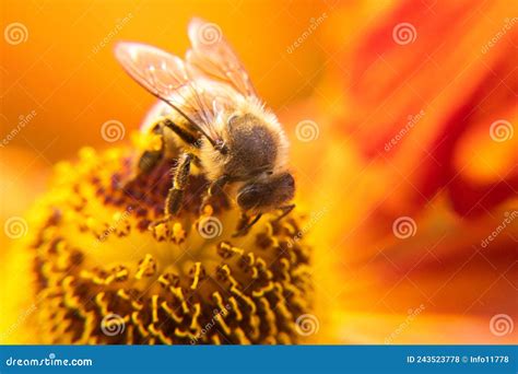 Honey Bee Covered With Yellow Pollen Drink Nectar Pollinating Flower