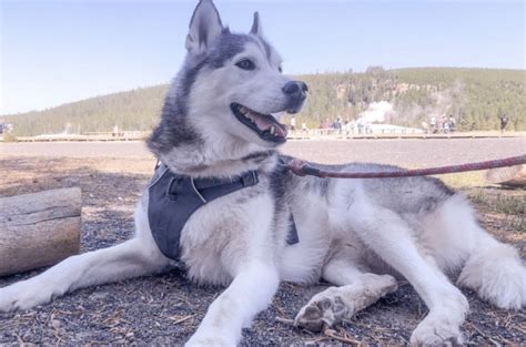 Visiting Yellowstone National Park With Dogs Ruff And Renew