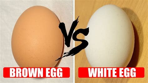 What Is The Difference Between ‘brown Eggs And ‘white Eggs Youtube