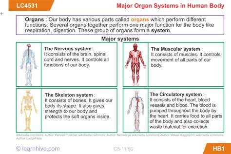 Human topic. Human body Parts in English. Parts of the body презентация. Human body and exercise 1 Lesson Plan 5 класс. Organ Systems in the Human body.