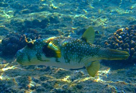 Puffer Fish With Rainbow Fins Kahaluu In The Kona Distric Flickr