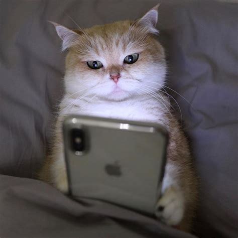 Funny Cat Using Phone Cat Mania