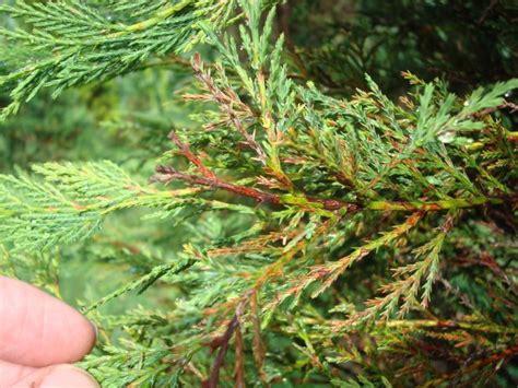 Cypress trees need to be watered heavily at the time of planting. Brown needles seen in Passalora needle blight. | Leyland ...