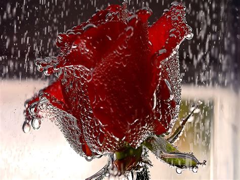 Wet Rose Wallpaper Beautiful Rose Flower 1024x768 Download Hd