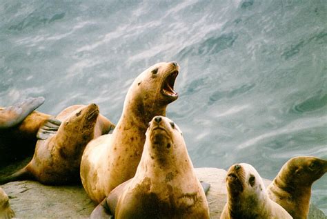 Hd Wallpaper Lion Lions Sea Seal Seals Wallpaper Flare