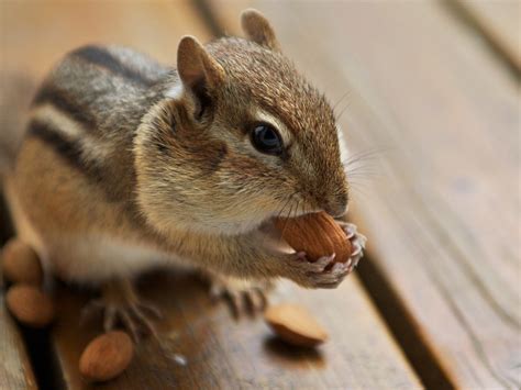 A Cute Chipmunk Eating Almonds Chipmunk Photos 1280x960 Download
