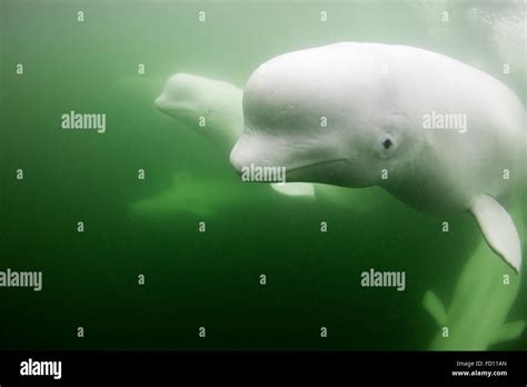 Whale Pod Swimming Hi Res Stock Photography And Images Alamy