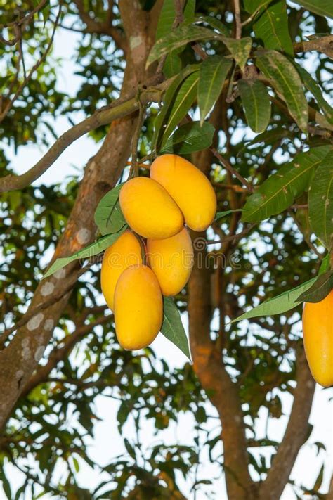 Mango Fruits Are Hanging On The Tree Stock Image Image Of Plant