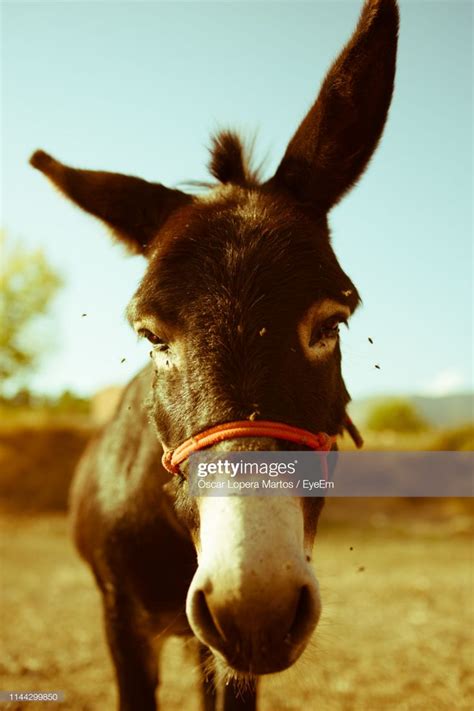 Stock Photo Close Up Portrait Of Donkey Standing On Field Close Up