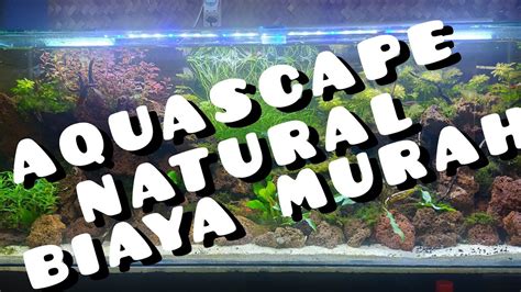 Contoh jumlah tanaman aquascape untuk pemula, berguna untuk memperkirakan tanaman yang akan ditanam di dalam akuarium anda. AQUASCAPE MURAH UKURAN TANK 110 X 40 X 40 - YouTube