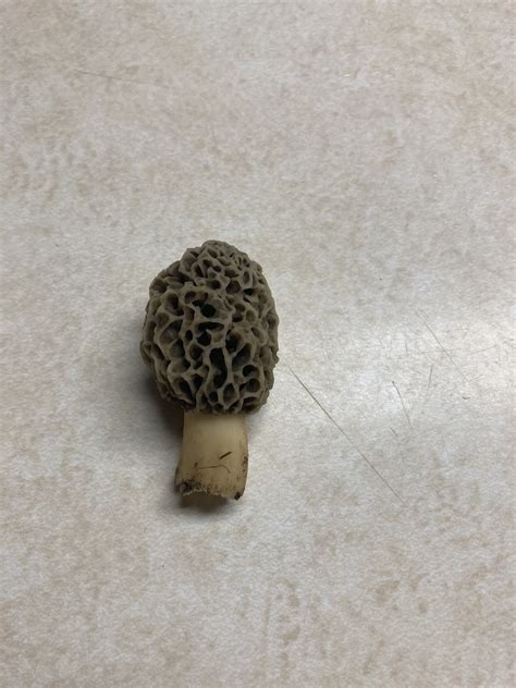 Morels Are Starting To Pop In Nw Ohio Ohio Sportsman Your Ohio