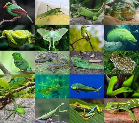 Find The Green Animals Quiz