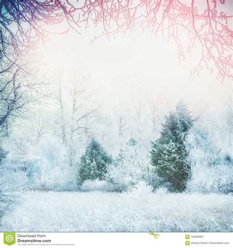 Winter Forest Landscape With Frosty Trees Fir And Snow Frame With