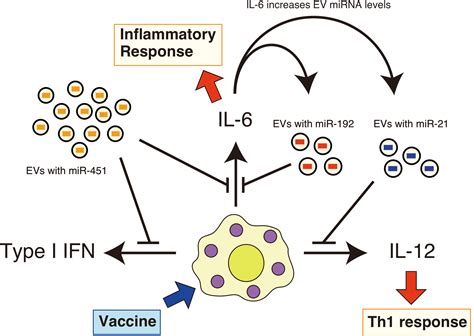 frontiers circulating extracellular vesicles carry immune regulatory mirnas and regulate