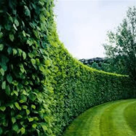 Fast Growing Hedge Plants Evergreen Decor