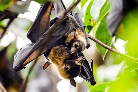 Hd Wallpaper Bats Flying Foxes Spectacled Flying Fox Wildlife