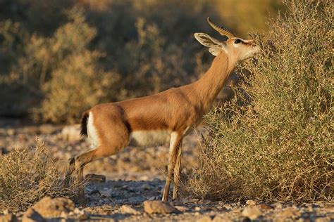 Dorcas Gazelle (gazella Dorcas) Photograph by Photostock-israel
