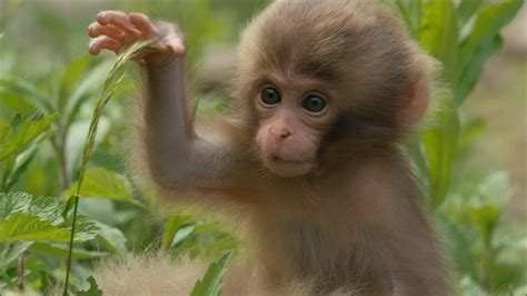 Monkey Babies Start To Explore Nature Pbs