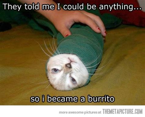 Become A Burrito Funny Cat Pictures Funny Animals Cat Pics