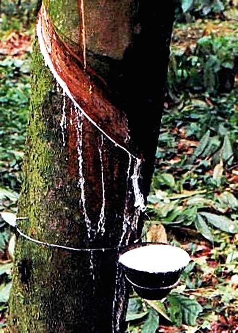 Rubber Tree In Guatemala Photograph By Glenn Aker Pixels