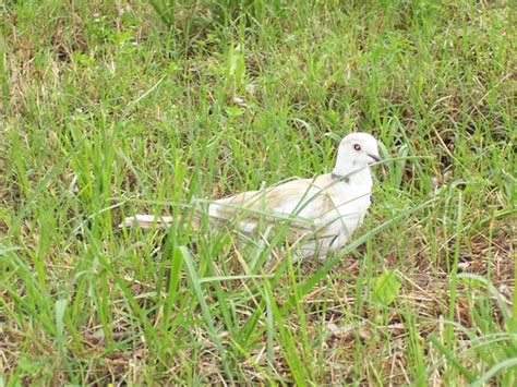 Partial Albinoleucistic Eurasian Collared Dove Thank You Flickr
