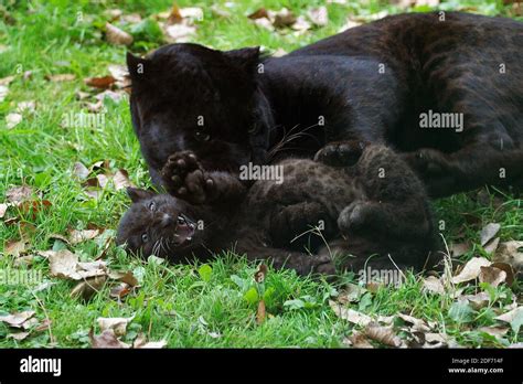 Black Panther Panthera Pardus Mother With Cub Laying On Grass Stock
