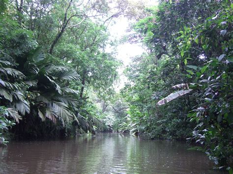 Free River And Jungle Costa Rica Stock Photo