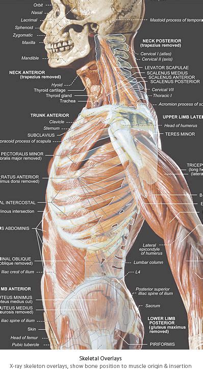 There are 11 pairs of external intercostal muscles. AnatomyTools