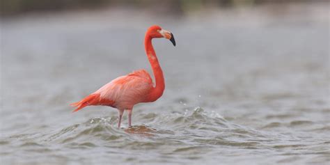 SWFL beachgoers: Don't harass the flamingo