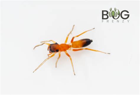 Strobe Ant Mimic Jumping Spider Myrmarachne Bicolor Female Bug Frenzy
