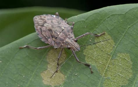Stink Bug Control In Woodbridge Va Miche Pest Control