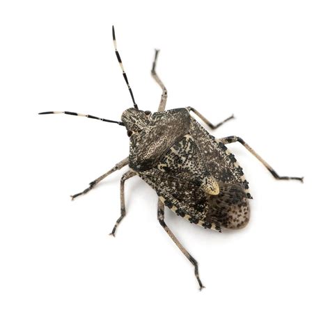 The 5 Most Common Fall Pests Emtec Pest Control