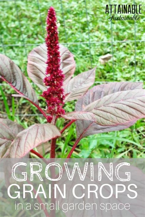 How To Grow Amaranth Tips And Guide To Growing Amaranth Everything