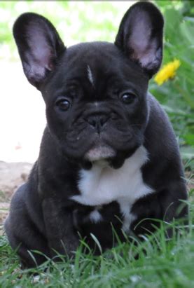 A reputable breeder will not breed or sell dogs with disqualifying colors. French Bulldog Breeders - French Bulldog Puppies In Texas ...