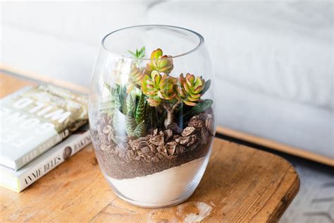 25 Easy Terrarium Plants For Open Or Closed Glass 41 Off