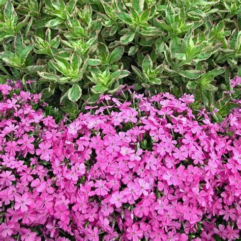 Drummond S Pink Creeping Phlox Perennials Great Garden Plants