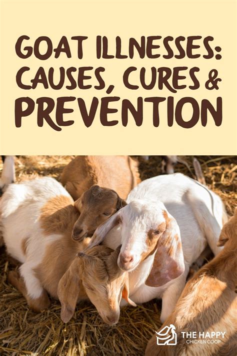 Guideline For Goat Illnesses Causes Cures And Prevention