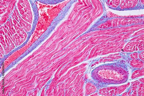 Histology Of Human Cardiac Muscle Under Microscope View For Education