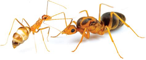 The Unusual Genetics Of Invasive Ants Science