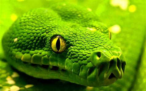 What A Color Snake Wallpaper Reptile Eye Green Anaconda