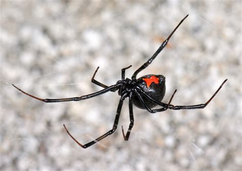 The males body is thinner and more elongate than the females, however, the colour pattern is most false black widow spiders are a brownish colour with pale markings. Weaving a web of knowledge about silk and venom - On Biology