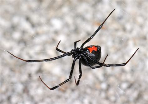 Of this widow genus it is the australian redback spider (australia has some nasty spiders) that the female. Weaving a web of knowledge about silk and venom - On Biology