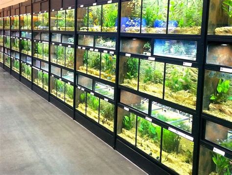 Pet Store Enclosures Fixtures Custom Design Aquariums And Pet Displays