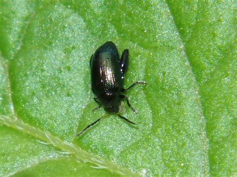 15 Natural Ways To Get Rid Of Flea Beetles Alticini Dre Campbell Farm