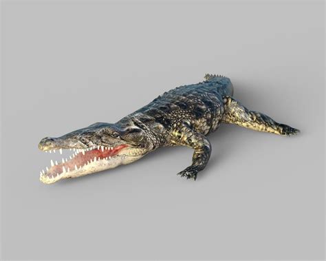 3d Model Animated Rigged Crocodile Vr Ar Low Poly Cgtrader