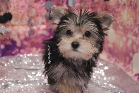 Morkies are wonderful with children and other pets, although care needs to be taken if they are of the tiny variety. Morkie puppy dog for sale in Las Vegas, Nevada