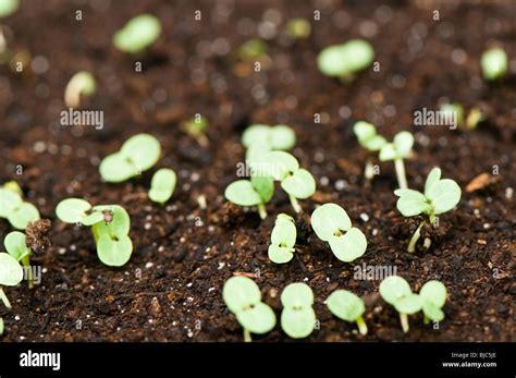 Sage Seedling Hi Res Stock Photography And Images Alamy